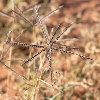 Chloris truncata, photographed by Kym Nicolson