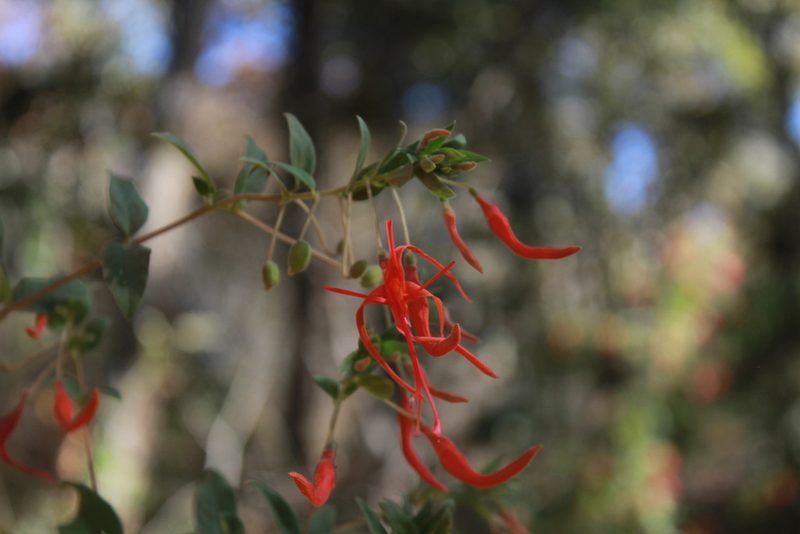 Lopezia semeiandra, photographed by Zazil Dellamary