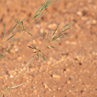Sporobolus actinocladus, photographed by Kym Nicolson
