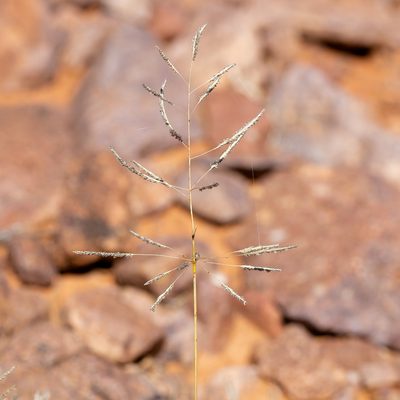 Sporobolus actinocladus, photographed by Kym Nicolson