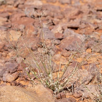 Sporobolus actinocladus, photographed by Kym Nicolson