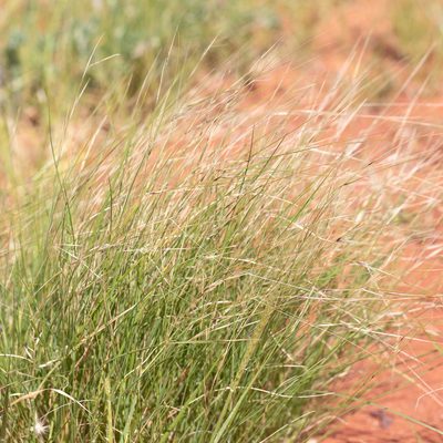 Aristida contorta, photographed by Kym Nicolson