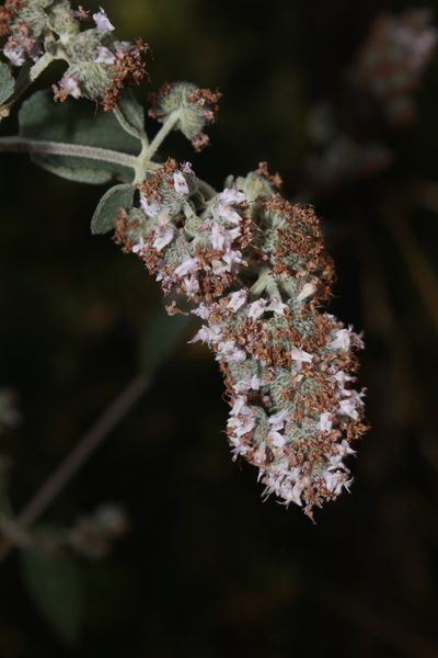Mesosphaerum oblongifolium, photographed by Zazil Dellamary