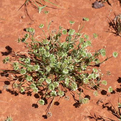 Dactyloctenium radulans, photographed by Kym Nicolson