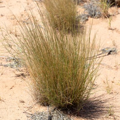 Aristida holathera, photographed by Kym Nicolson