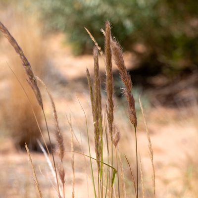 Triraphis mollis, photographed by Kym Nicolson