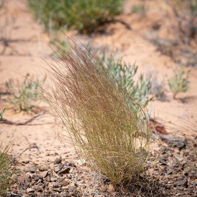 Aristida contorta, photographed by Kym Nicolson