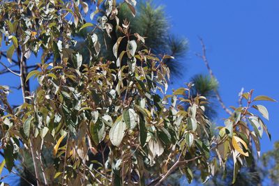 Miconia xalapensis, photographed by Zazil Dellamary