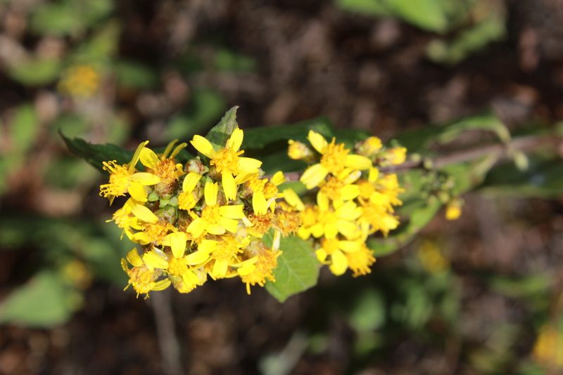 Calea urticifolia, photographed by Zazil Dellamary
