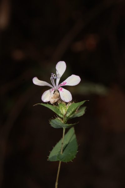 Loeselia amplectens, photographed by Zazil Dellamary