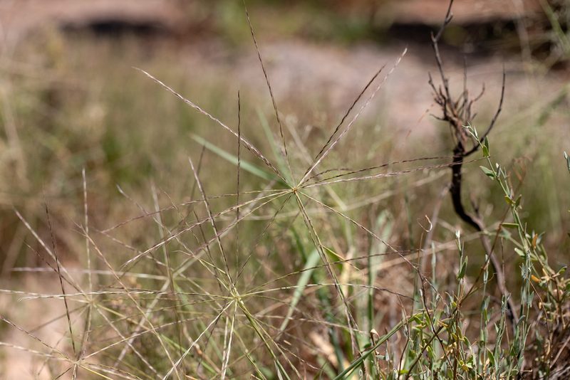 Enteropogon acicularis, photographed by Kym Nicolson
