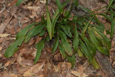 Solidago arenicola, photographed by Brian Finzel