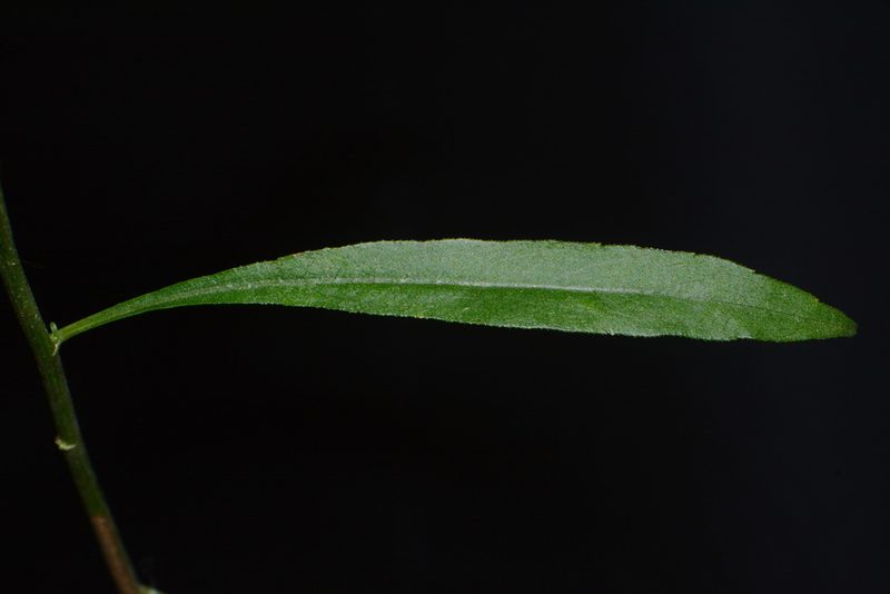 Solidago arenicola, photographed by Brian Finzel