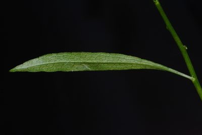 Solidago arenicola, photographed by Brian Finzel