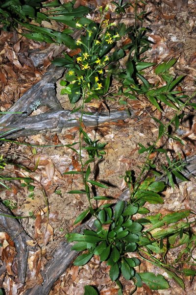 Solidago arenicola, photographed by Brian Finzel