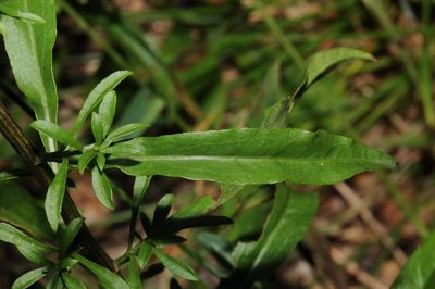 Solidago arenicola, photographed by Brian Finzel