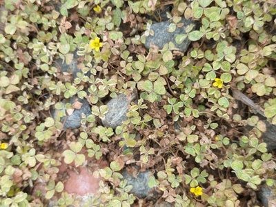 Oxalis exilis, photographed by Colin Meurk