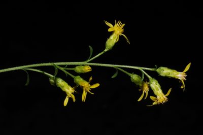 Solidago arenicola, photographed by Brian Finzel