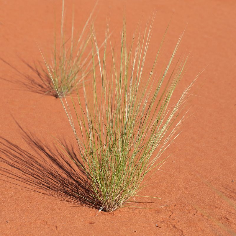 Aristida holathera, photographed by Kym Nicolson