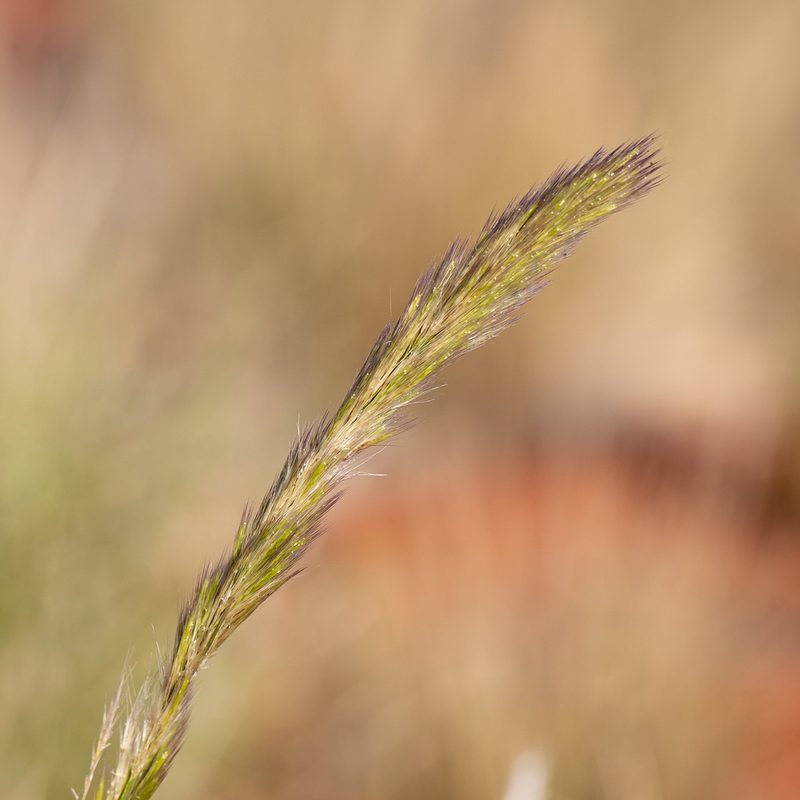 Triraphis mollis, photographed by Kym Nicolson