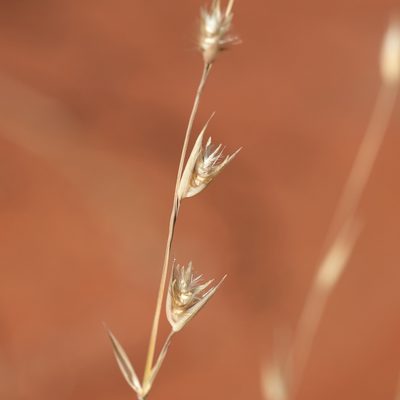 Monachather paradoxus, photographed by Kym Nicolson
