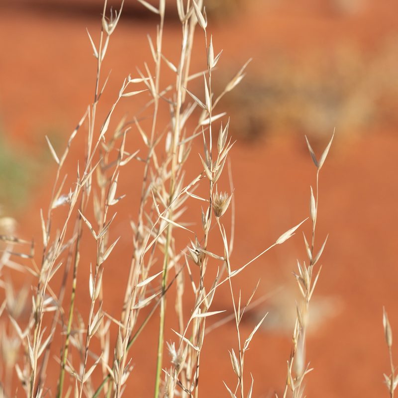 Monachather paradoxus, photographed by Kym Nicolson