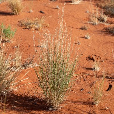 Monachather paradoxus, photographed by Kym Nicolson