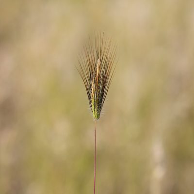Dichanthium sericeum, photographed by Kym Nicolson