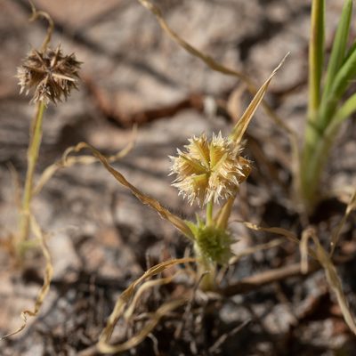 Dactyloctenium radulans, photographed by Kym Nicolson