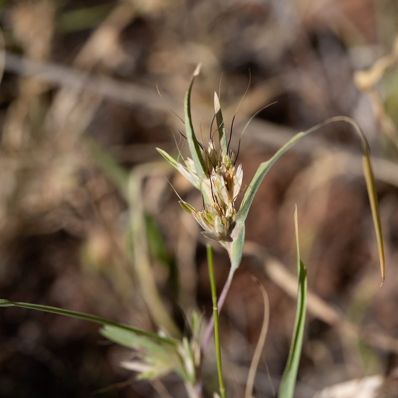 Iseilema membranaceum, photographed by Kym Nicolson