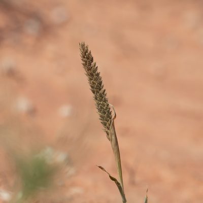 Tragus australianus, photographed by Kym Nicolson