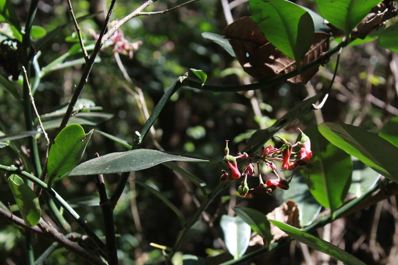 Euphorbia peritropoides, photographed by Zazil Dellamary
