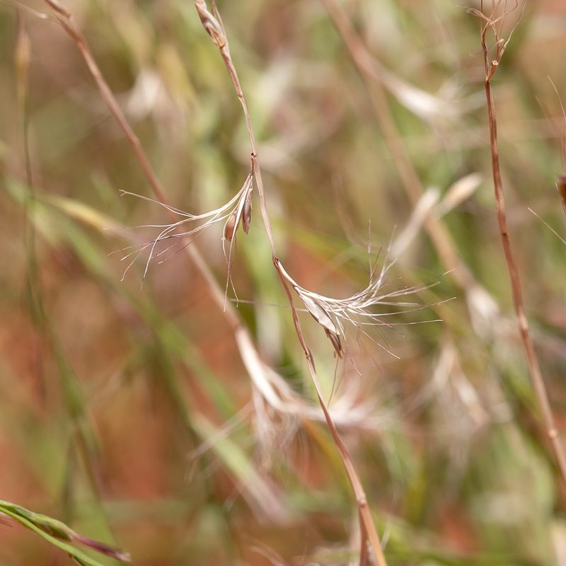 Plagiosetum refractum, photographed by Kym Nicolson