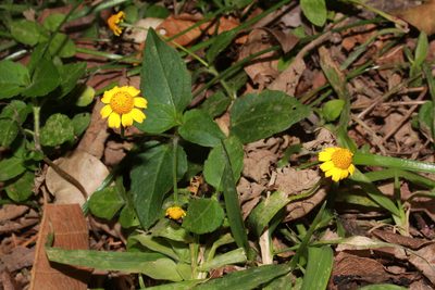 Acmella repens, photographed by Zazil Dellamary