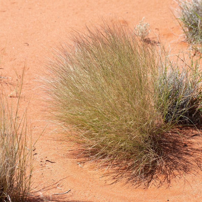 Aristida contorta, photographed by Kym Nicolson