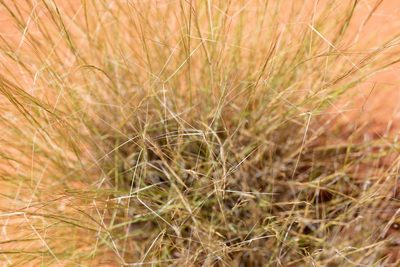 Aristida holathera, photographed by Kym Nicolson