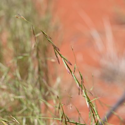 Plagiosetum refractum, photographed by Kym Nicolson