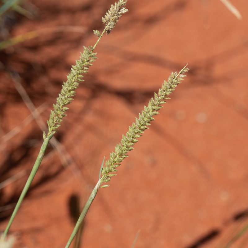 Tragus australianus, photographed by Kym Nicolson