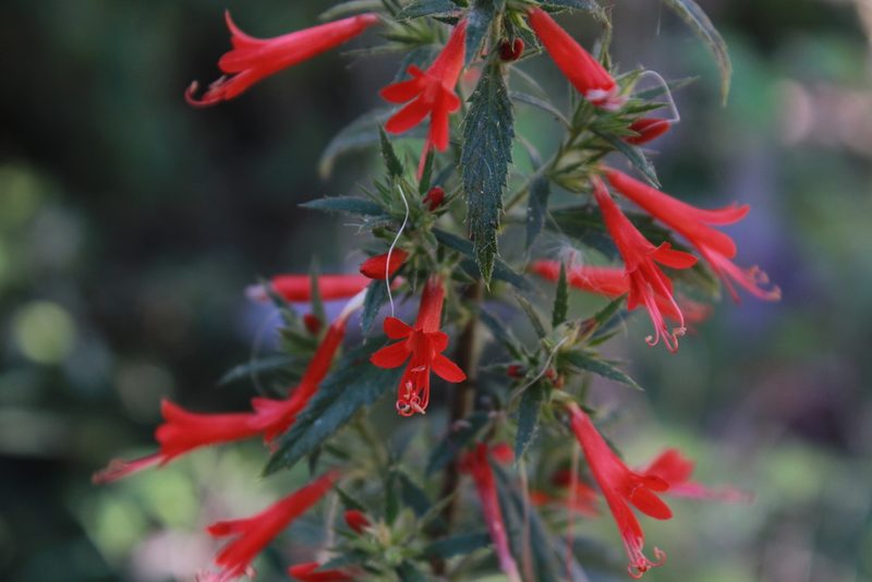 Loeselia mexicana, photographed by Zazil Dellamary