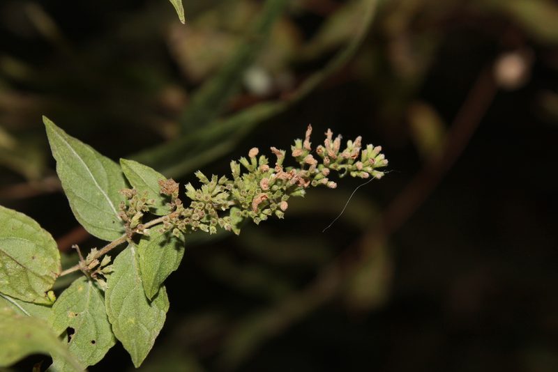 Cunila polyantha, photographed by Zazil Dellamary