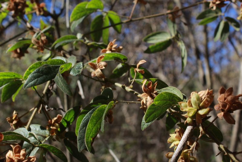 Mimosa albida, photographed by Zazil Dellamary