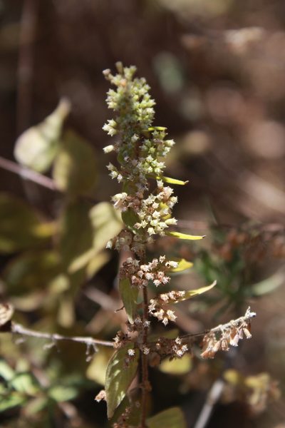 Cunila polyantha, photographed by Zazil Dellamary