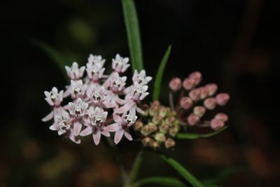 Asclepias angustifolia, photographed by Zazil Dellamary