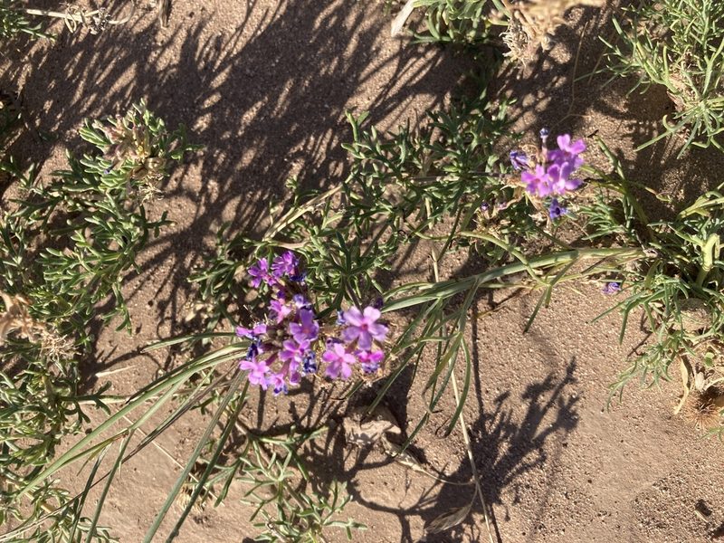 Verbena parodii, photographed by Facundo Chieffo