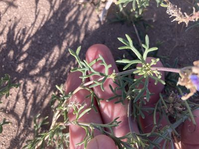 Verbena parodii, photographed by Facundo Chieffo