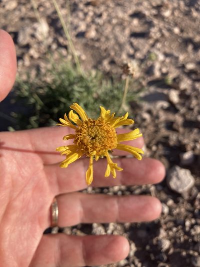 Gaillardia cabrerae, photographed by Facundo Chieffo