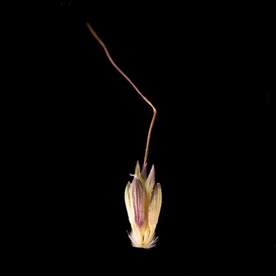 Iseilema membranaceum, photographed by Kym Nicolson