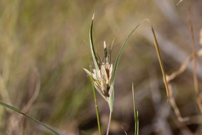 Iseilema membranaceum, photographed by Kym Nicolson