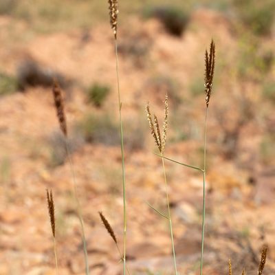 Eulalia aurea, photographed by Kym Nicolson