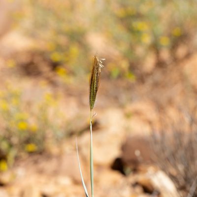Dichanthium sericeum, photographed by Kym Nicolson